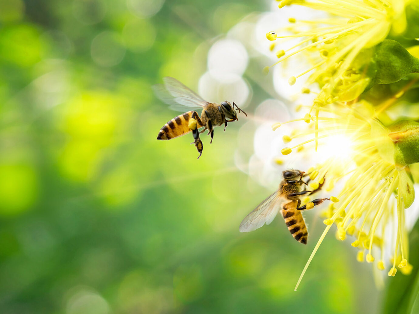 bees