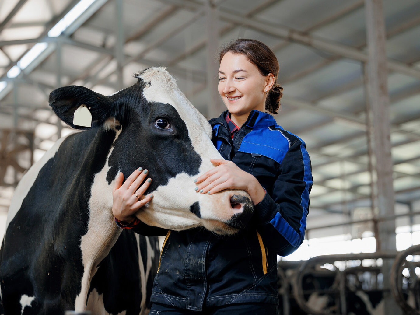 hugging a cow