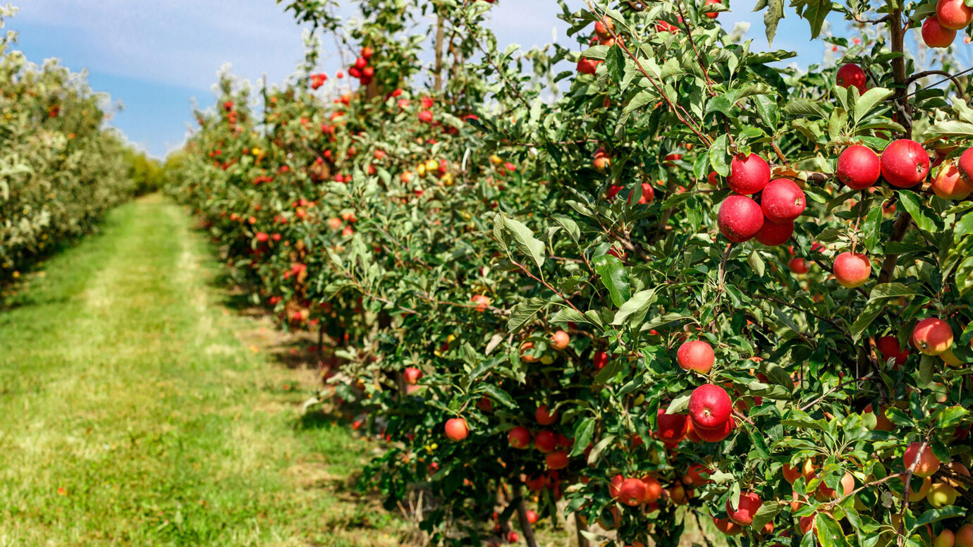 apple trees